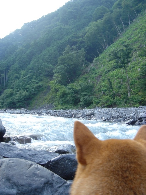 川の流れを見ているワンコ