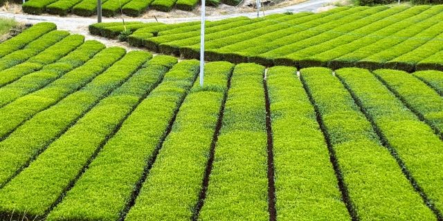 茶畑